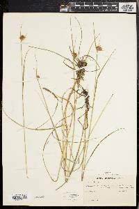 Eriophorum virginicum image