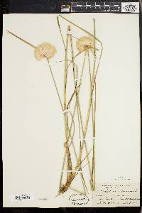 Eriophorum virginicum image