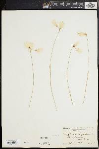 Eriophorum viridicarinatum image