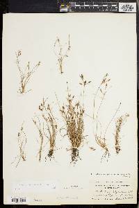 Fimbristylis annua image