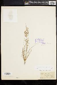 Fimbristylis annua image