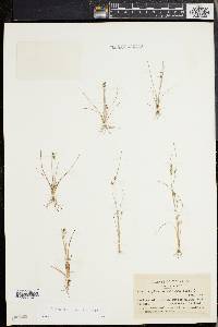 Fimbristylis annua image