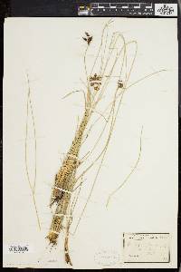 Fimbristylis castanea image