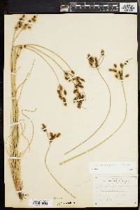 Fimbristylis castanea image