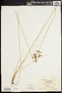 Fimbristylis castanea image