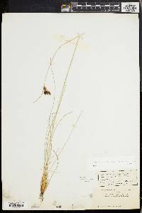 Fimbristylis castanea image