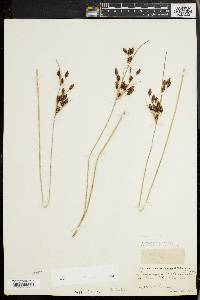 Fimbristylis castanea image