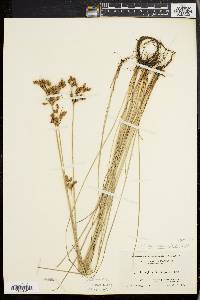 Fimbristylis castanea image