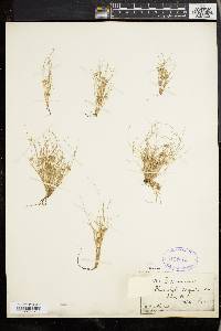 Fimbristylis vahlii image