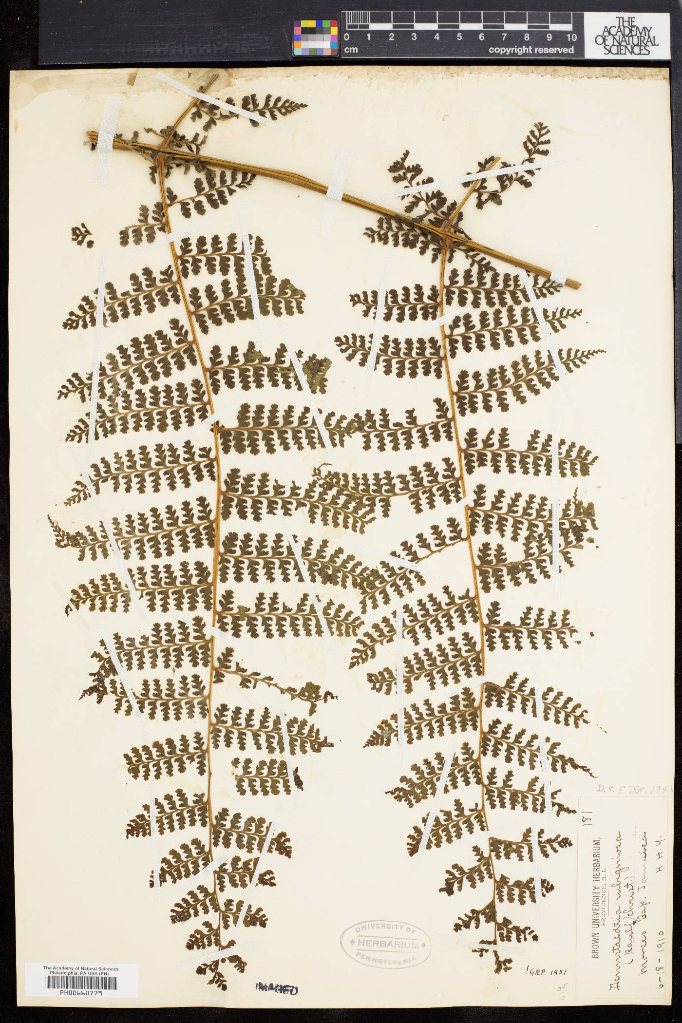 Dennstaedtia rubiginosa image