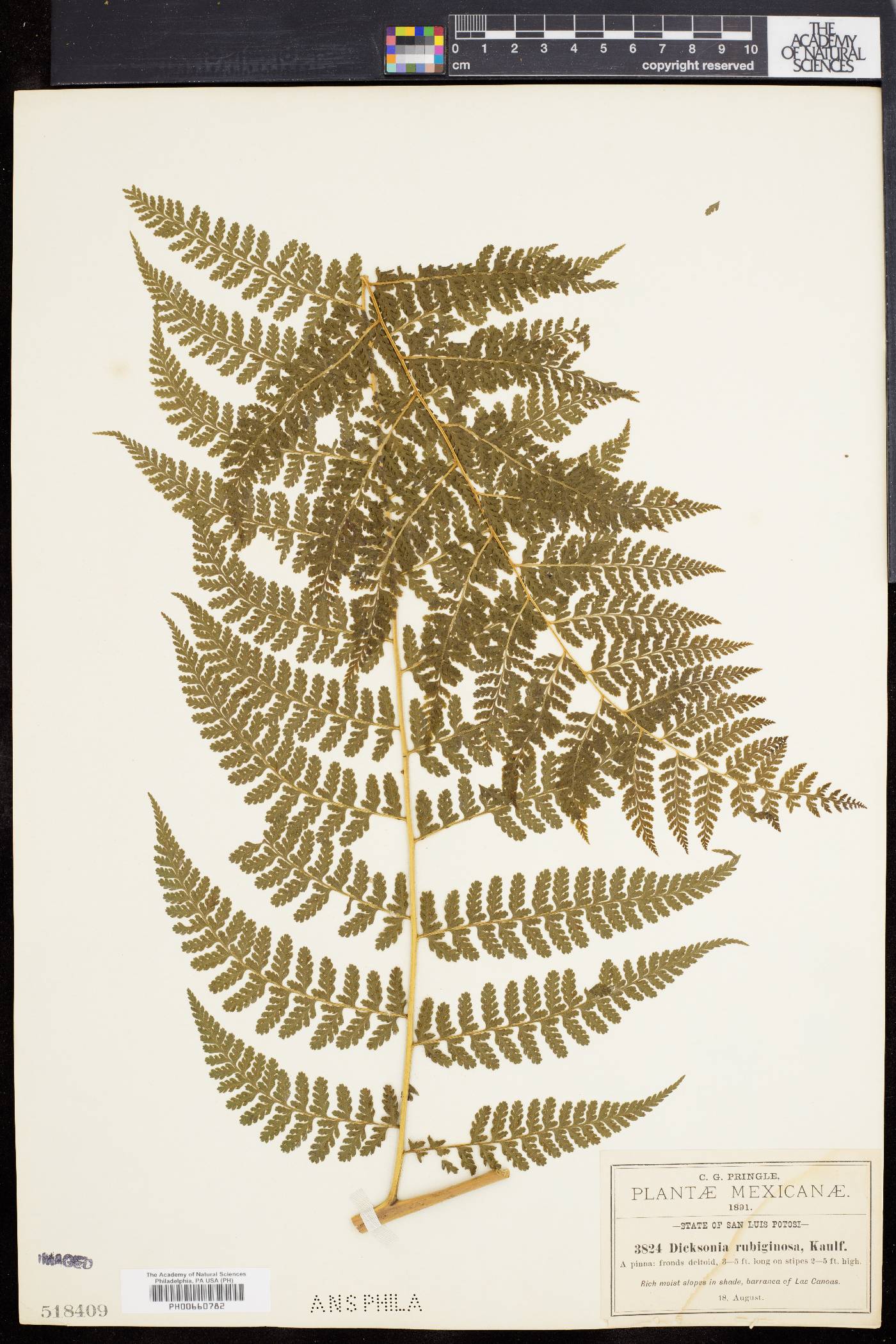 Dennstaedtia cicutaria image