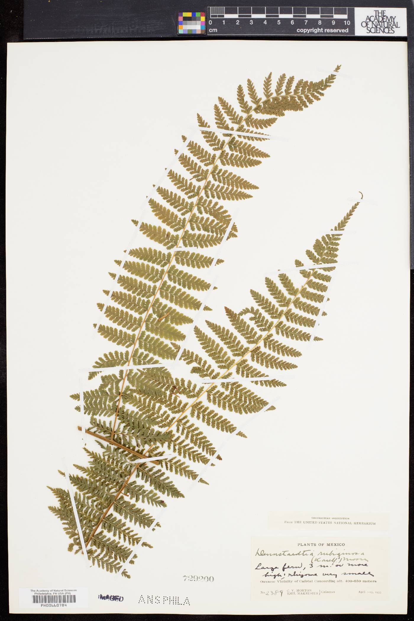 Dennstaedtia rubiginosa image