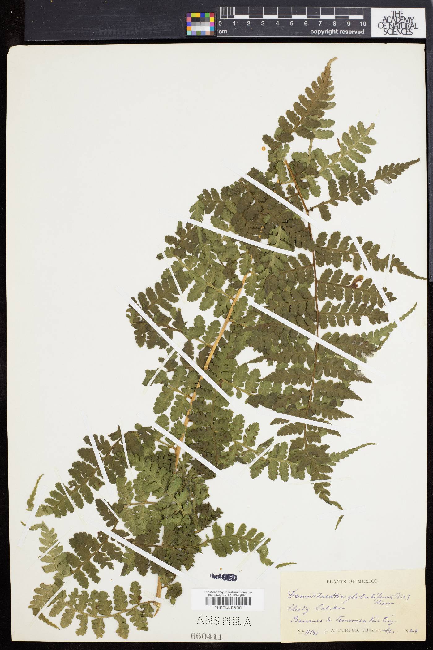 Dennstaedtia globulifera image