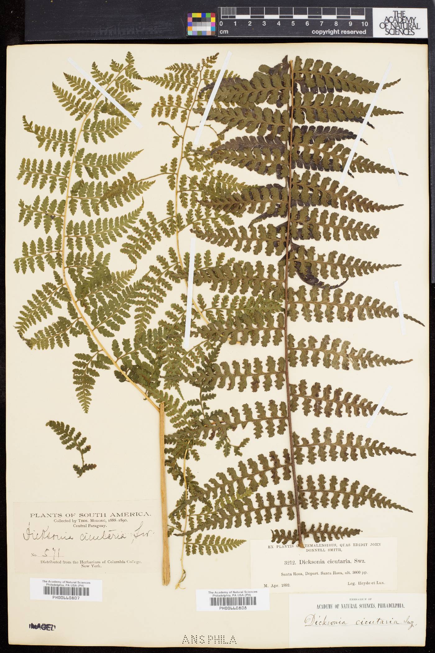 Dennstaedtia cicutaria image