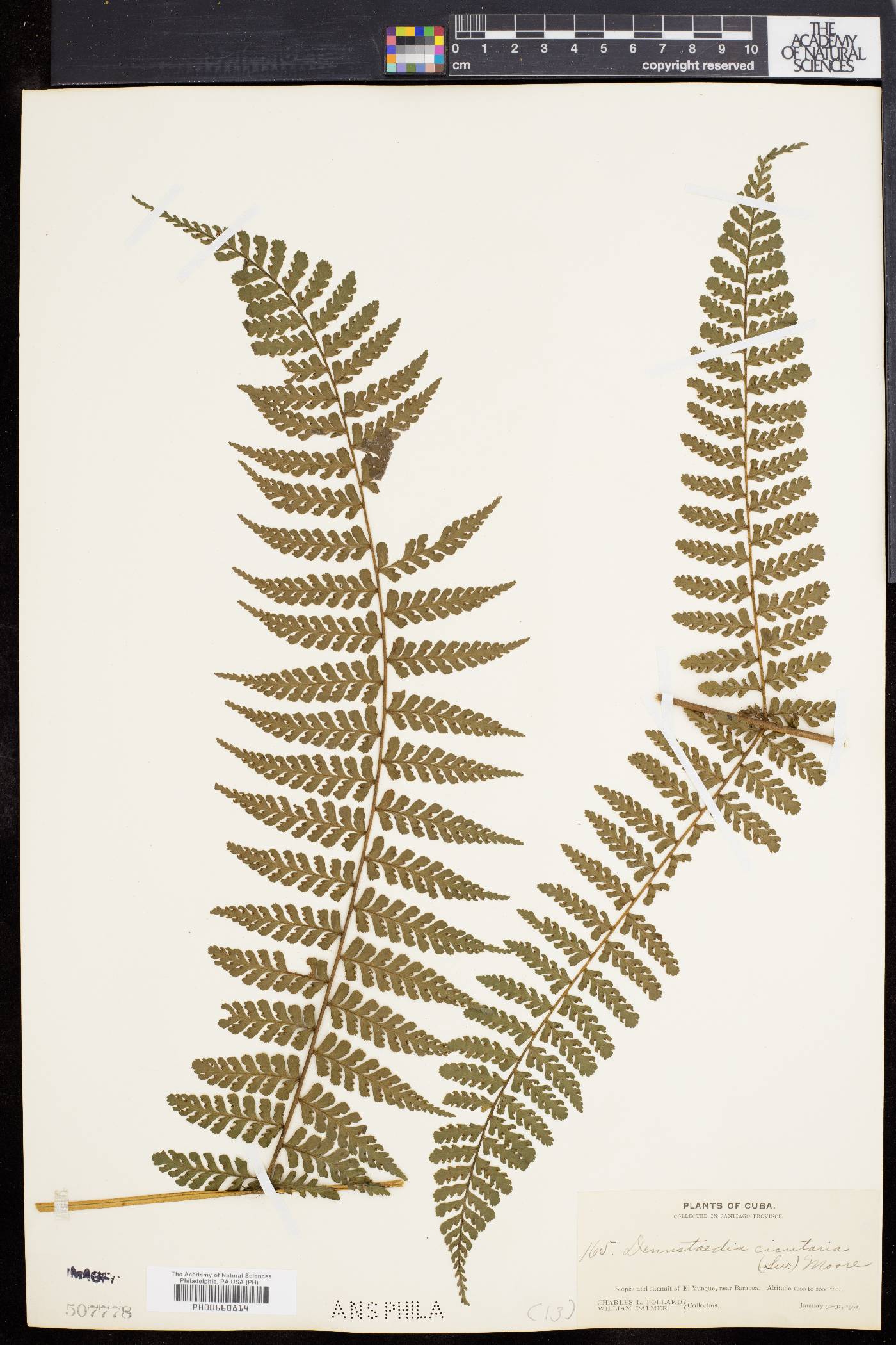 Dennstaedtia cicutaria image