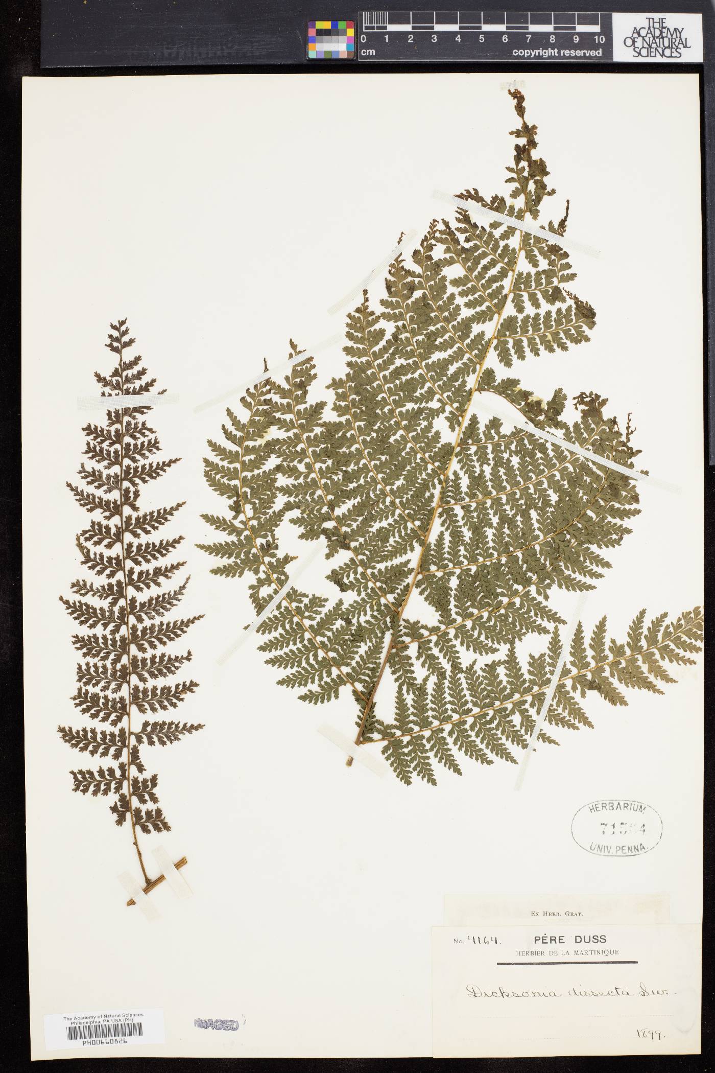 Dennstaedtia cicutaria image