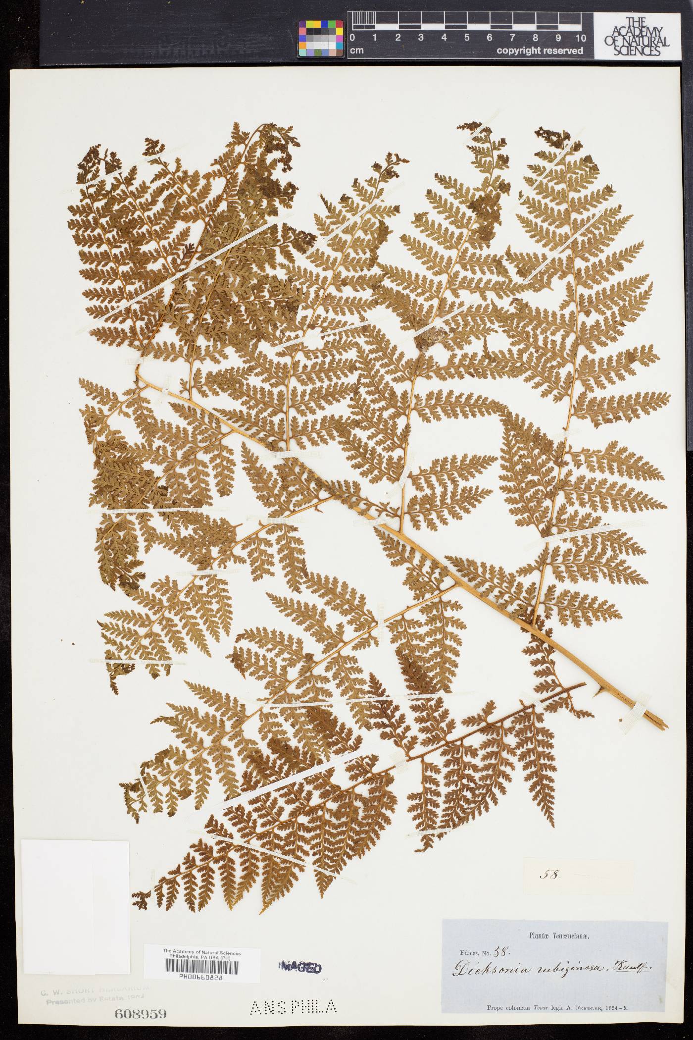 Dennstaedtia dissecta image