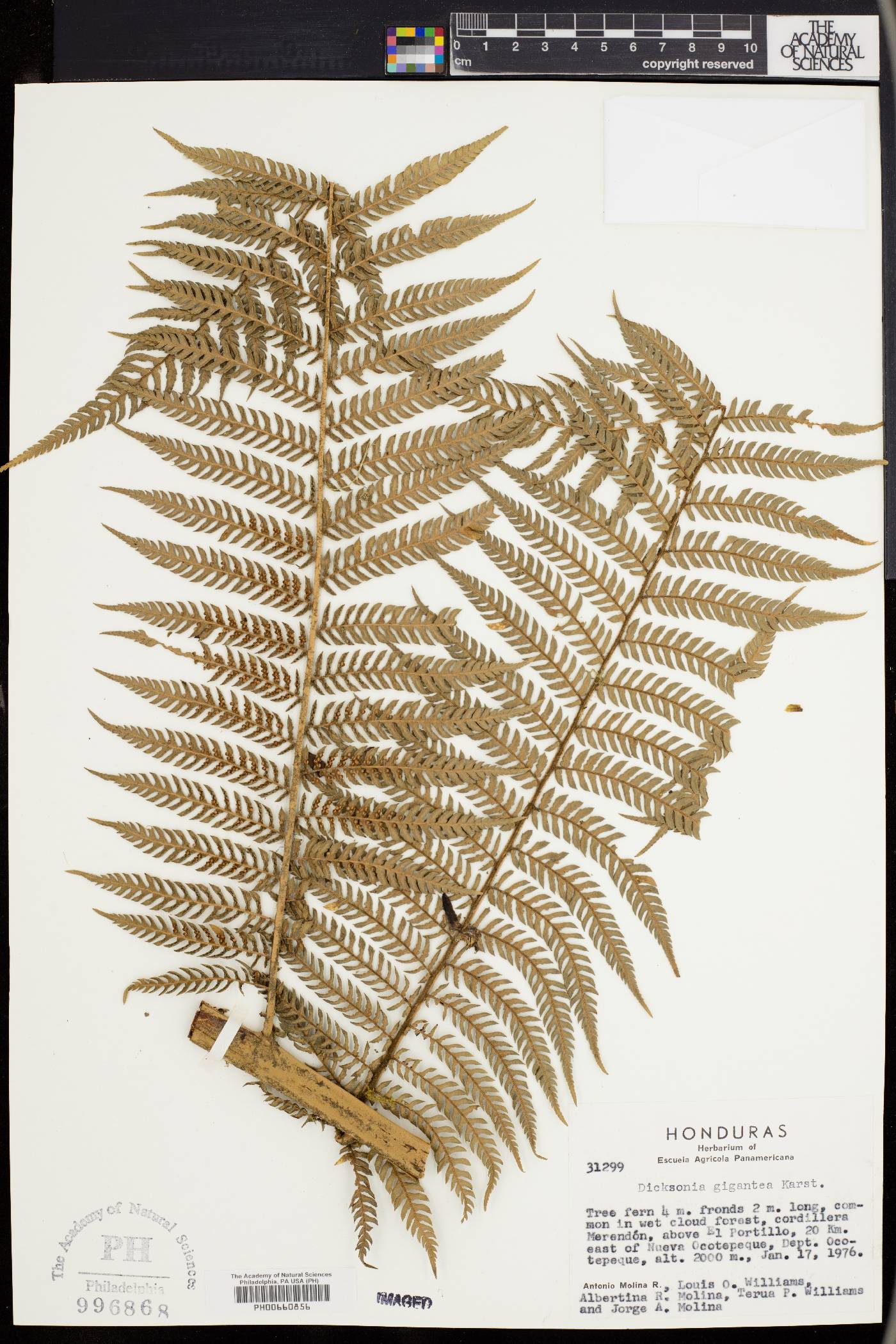 Dicksonia gigantea image