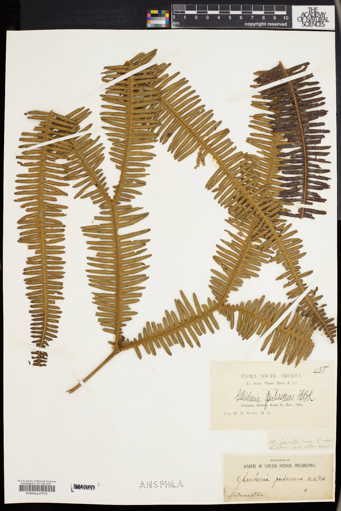 Sticherus bifidus image