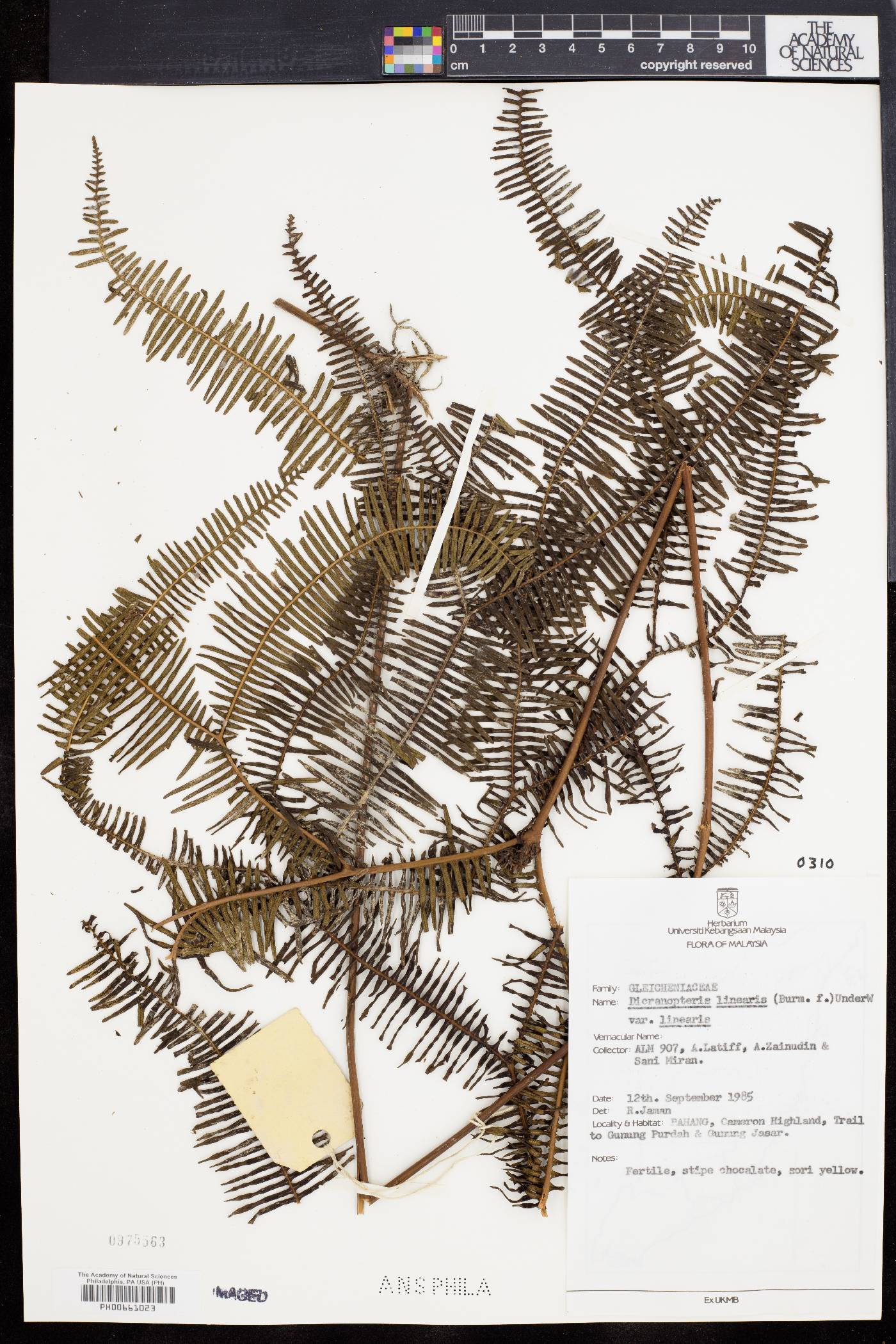 Dicranopteris linearis var. linearis image