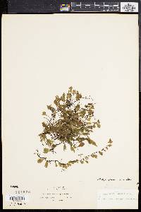 Didymoglossum punctatum subsp. sphenoides image