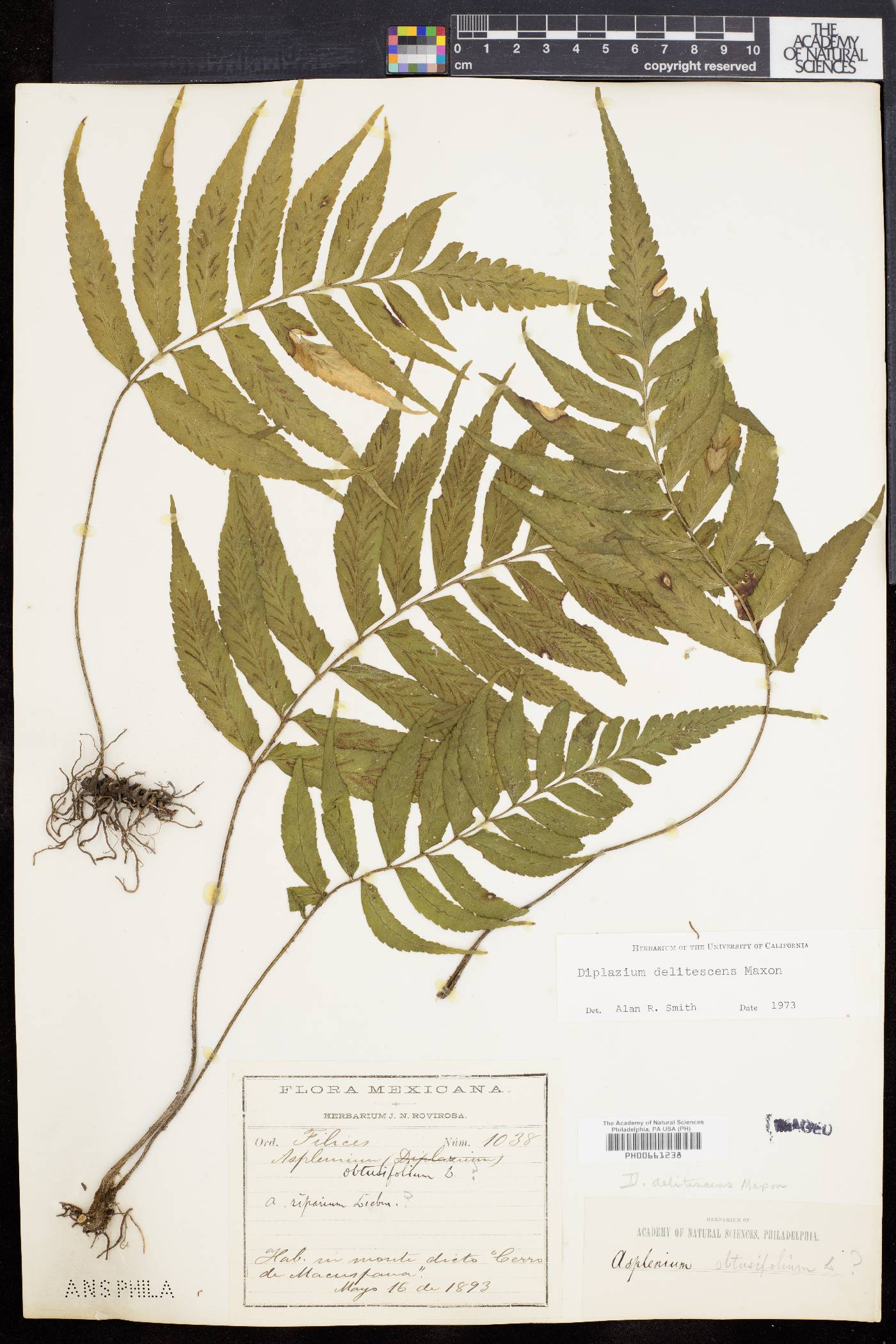 Diplazium delitescens image