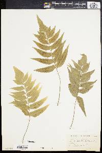 Diplazium delitescens image