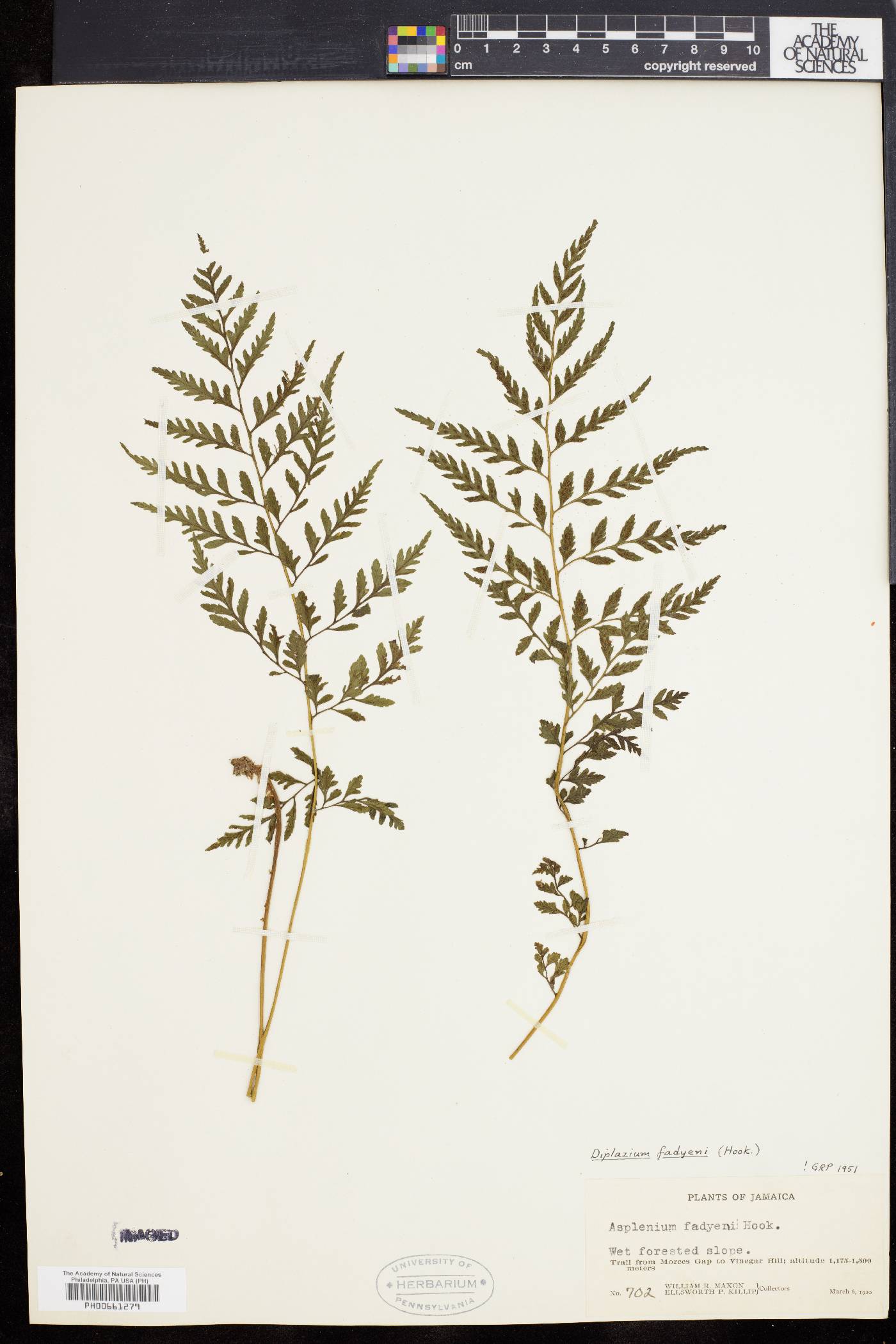 Diplazium fadyenii image