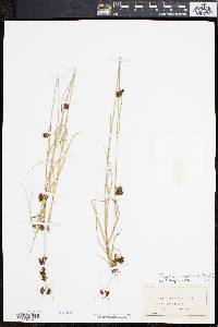 Rhynchospora capitellata image