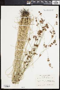 Rhynchospora capitellata image