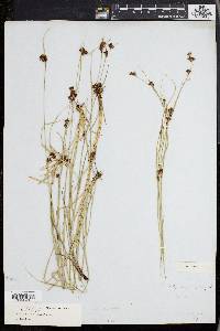 Rhynchospora capitellata image