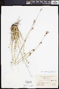 Rhynchospora chalarocephala image