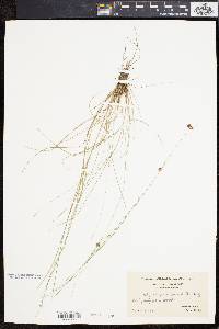 Rhynchospora gracilenta image