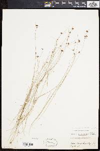 Rhynchospora gracilenta image