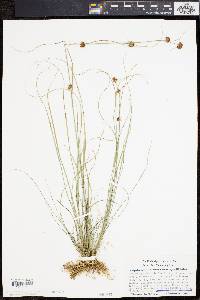 Rhynchospora microcephala image