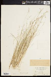 Rhynchospora rariflora image