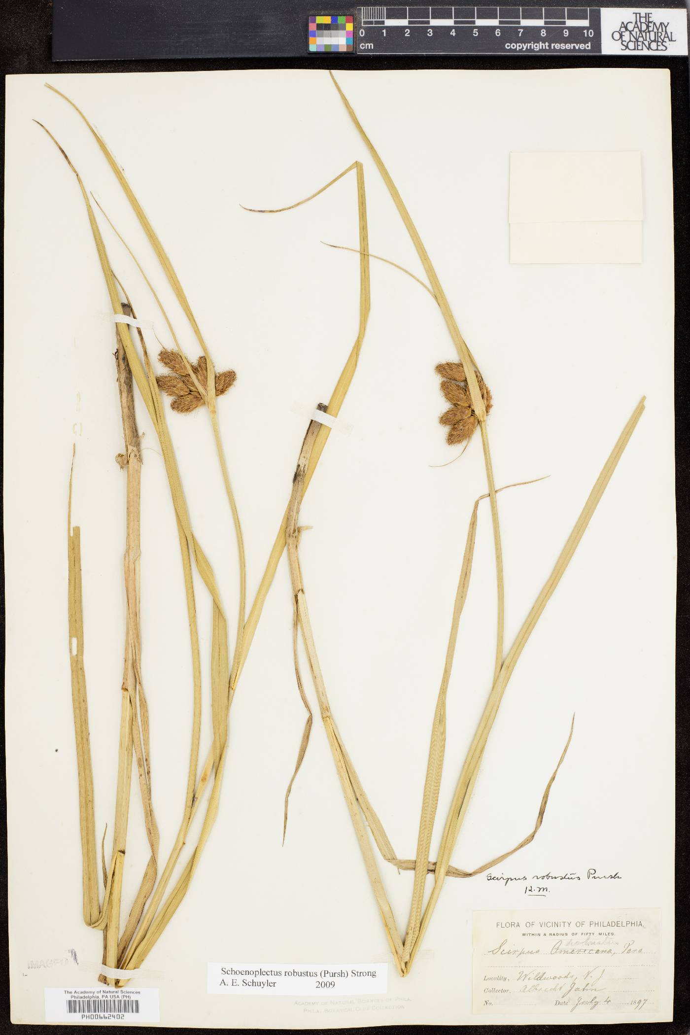Bolboschoenus robustus image
