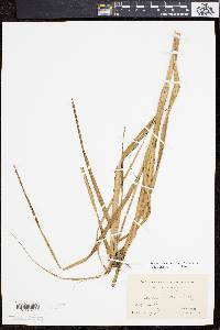 Bolboschoenus robustus image