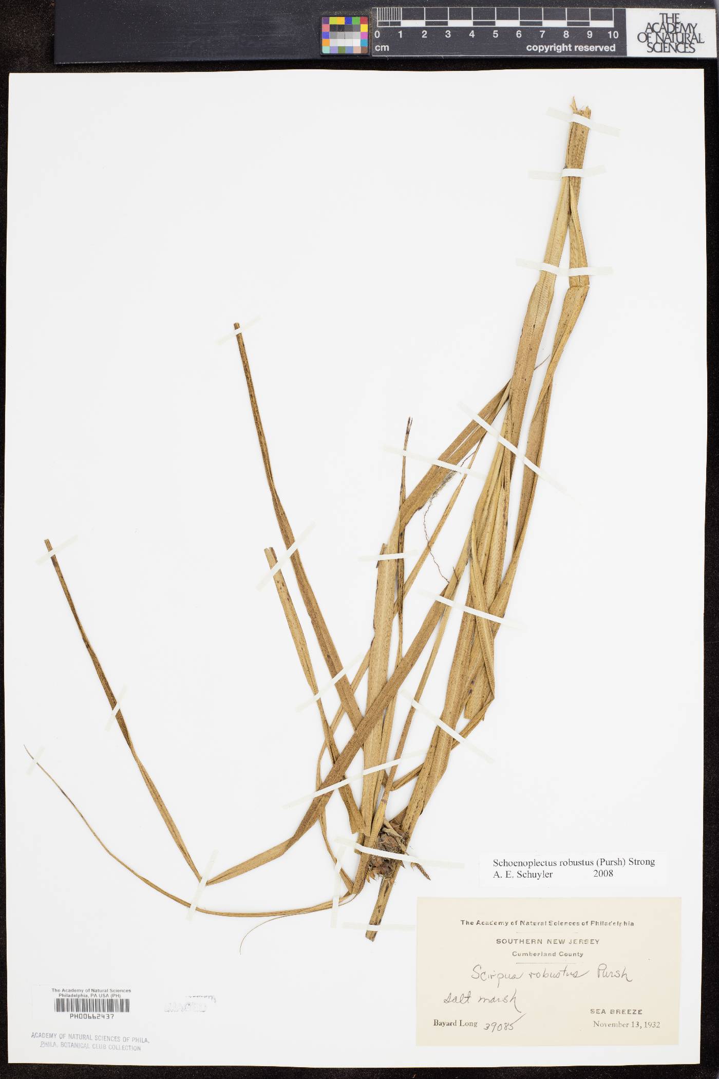 Bolboschoenus robustus image
