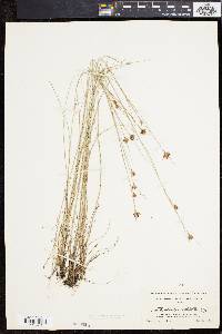 Rhynchospora gracilenta image