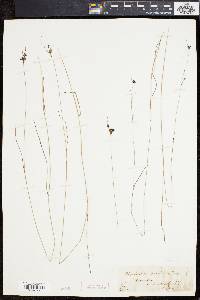 Rhynchospora gracilenta image