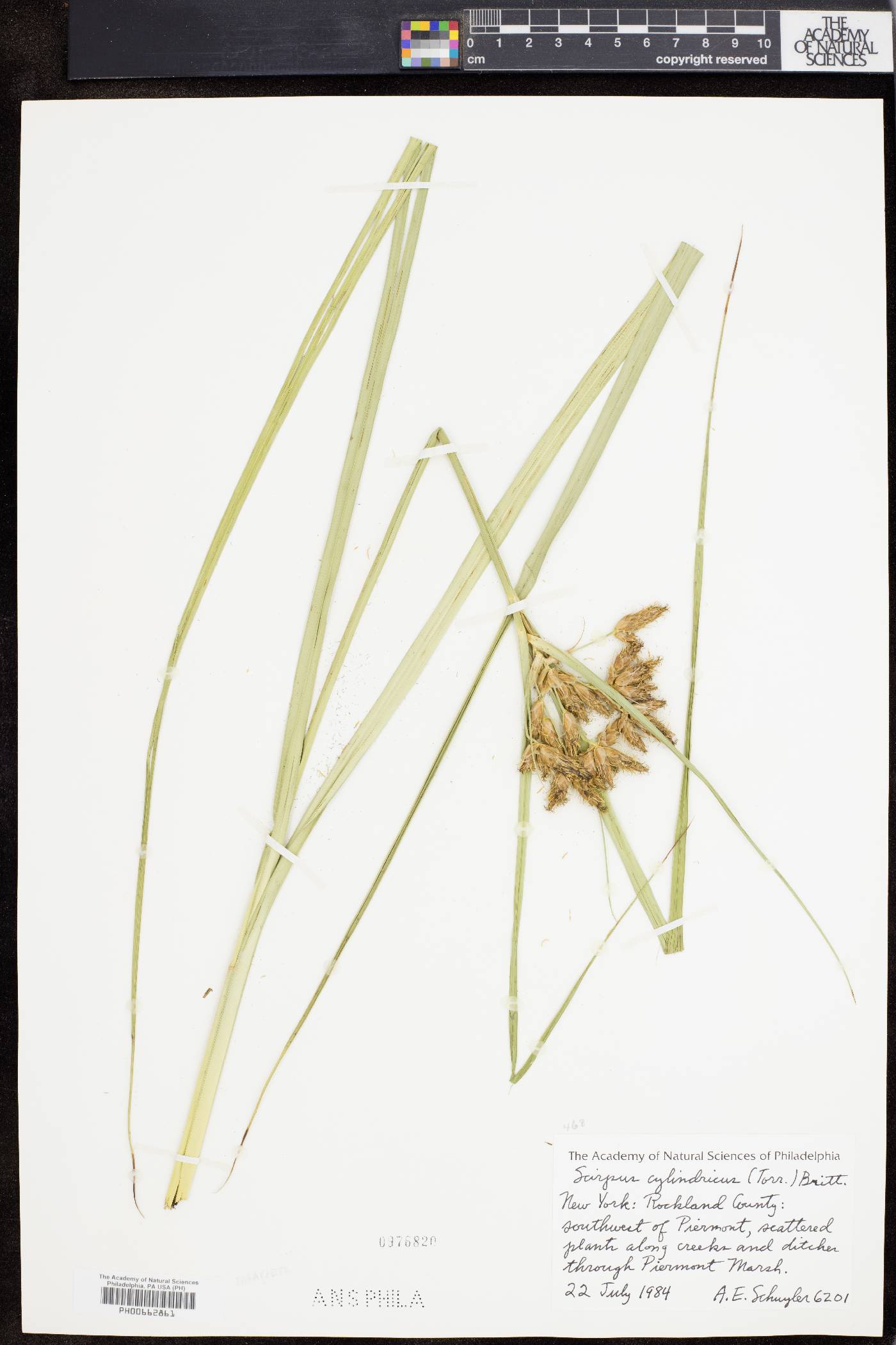 Bolboschoenus novae-angliae image