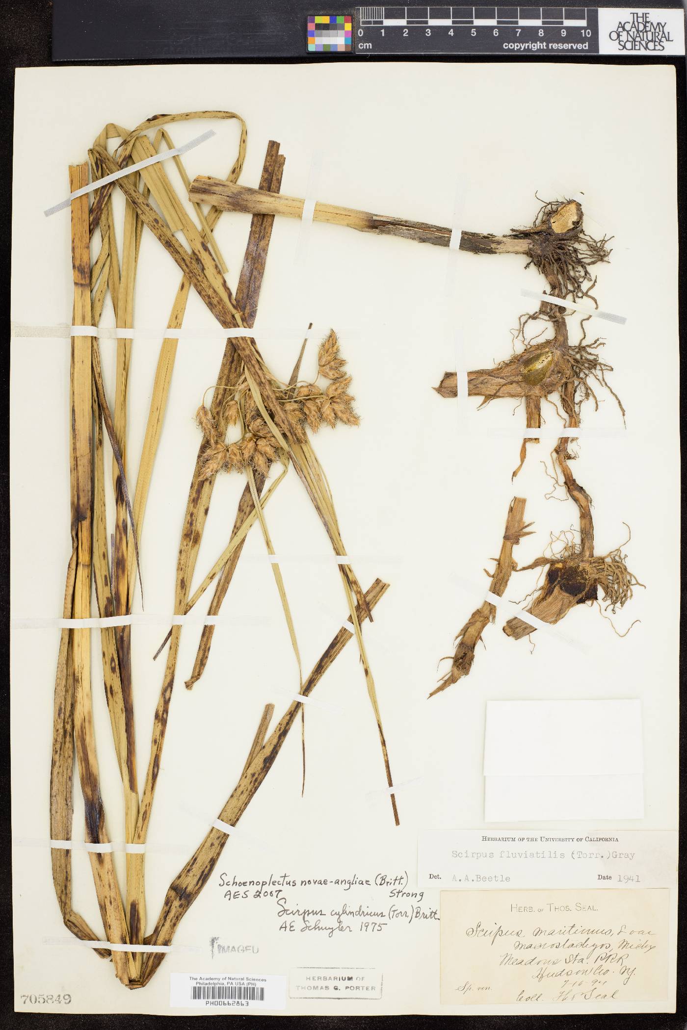 Bolboschoenus novae-angliae image