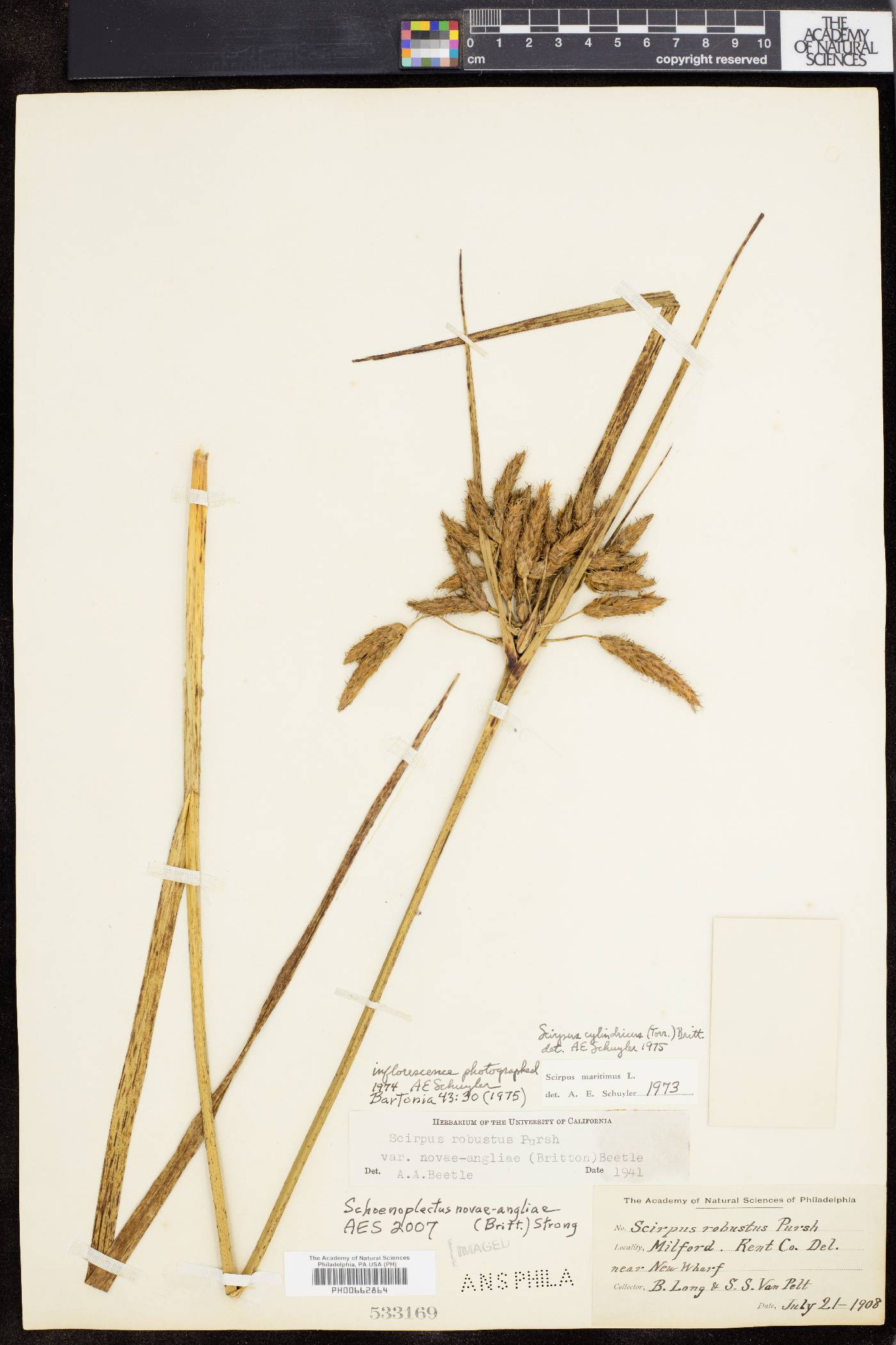 Bolboschoenus novae-angliae image