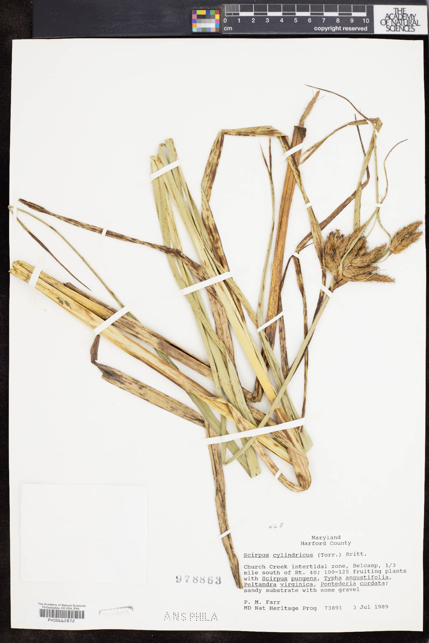 Bolboschoenus novae-angliae image