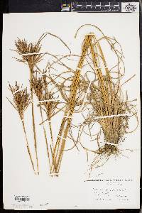 Andropogon glomeratus image