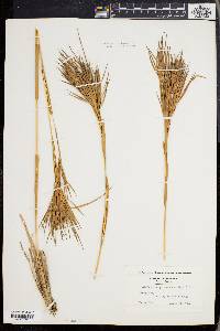 Andropogon glomeratus image