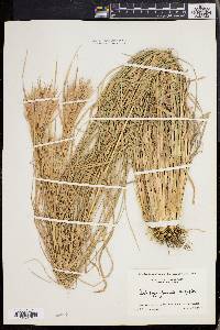 Andropogon glomeratus image