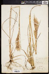 Andropogon glomeratus image