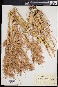 Andropogon glomeratus image